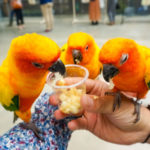 静岡 掛川花鳥園 可愛い鳥たち大集合♡～癒しの楽園へようこそ～｜ トラベルダイアリー