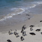 アフリカでペンギンに出会える？！ケープタウン郊外の観光スポット巡り♪｜ トラベルダイアリー