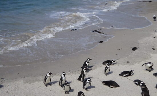 アフリカでペンギンに出会える？！ケープタウン郊外の観光スポット巡り♪｜ トラベルダイアリー